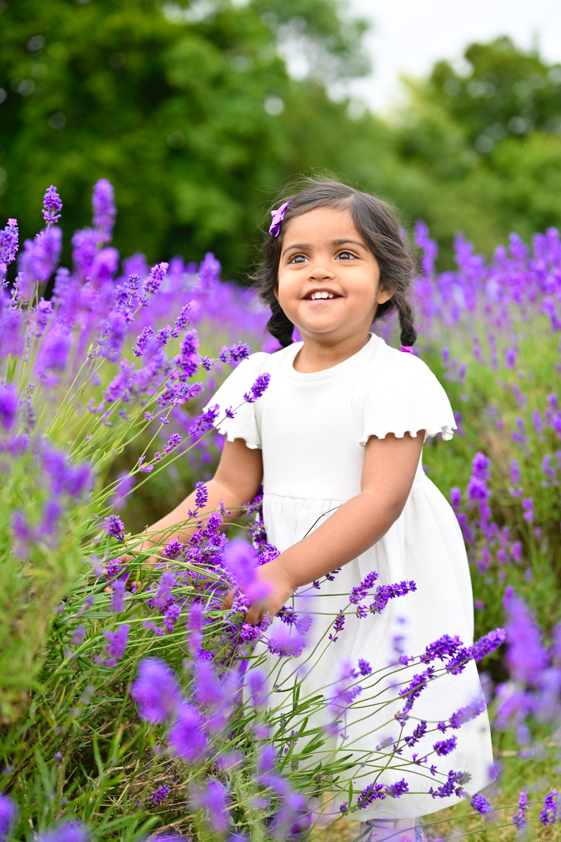 Lavender Field Photoshoots